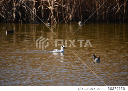 Panda is Mikoisa 38879650