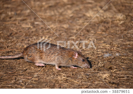 Nodded fish 38879651