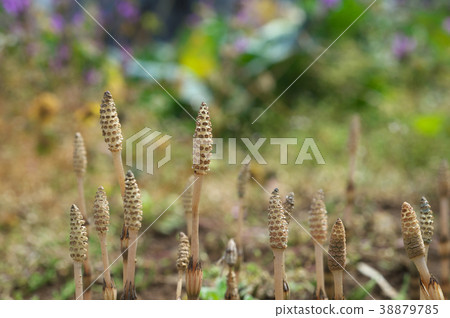 芽Tsukushi 38879785