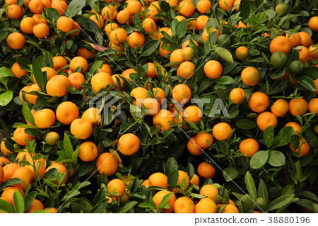 track lines on a ski slope left by a snowcat 38880196