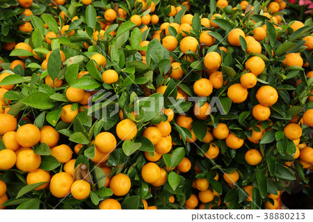 track lines on a ski slope left by a snowcat 38880213