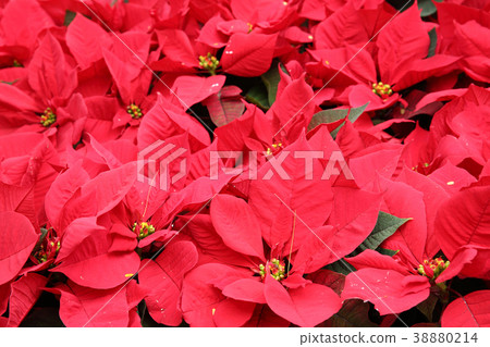 track lines on a ski slope left by a snowcat 38880214