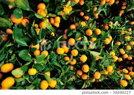 track lines on a ski slope left by a snowcat track lines on a ski slope left by a snowcat 38880227