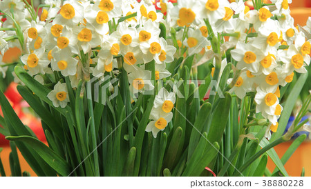 track lines on a ski slope left by a snowcat 38880228