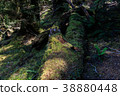 Primitive Forest Tasmania Australia 38880448