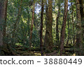Primitive Forest Tasmania Australia 38880449