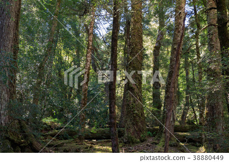 原始森林塔斯馬尼亞島澳大利亞 38880449