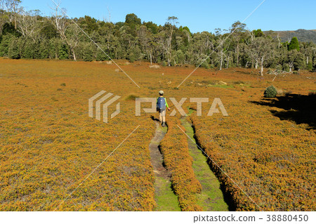 徒步旅行澳大利亞塔斯馬尼亞島 38880450