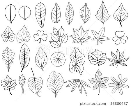 line leaves line leaves 38880487