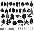 silhouette leaves set 38880498