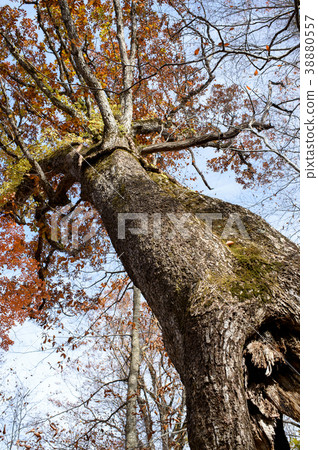 Old tree of Mizunara Akita 38880557