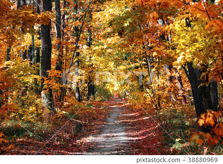 Path in autumn park Path in autumn park 38880969