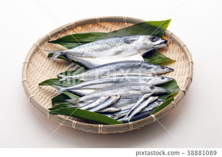 開放的馬鯖魚開放的太陽馬陳 38881089