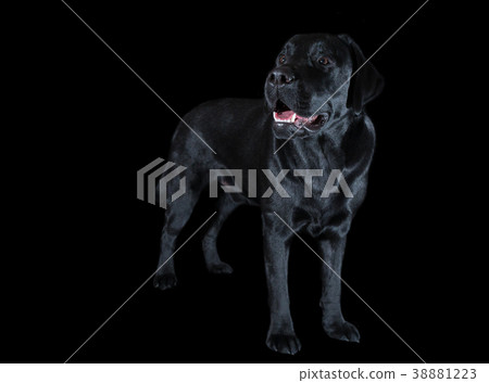 Beautiful young male dog labrador breed on black 38881223