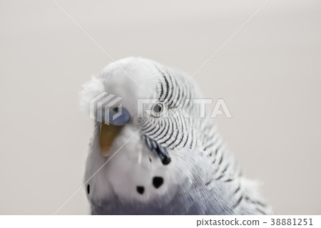 Cute tiger skin parrot Cute budgie Cute budgerigar animal animal bird bird bird Cute tiger skin parrot Cute budgie Cute budgerigar animal animal bird bird bird 38881251
