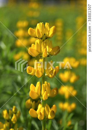 Lupin, lupin, yellow, yellow flower, flower, petal, flowering, plant 38881307