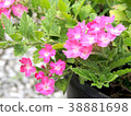 Pink flowers in the garden 38881698
