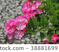 Pink flowers in the garden 38881699