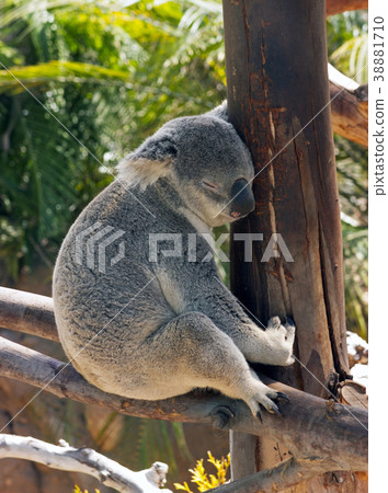 Three toed Slouth 38881710