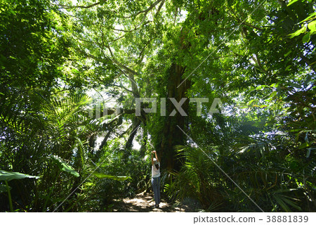 臺灣,台東,生命力,山,野外,負離子,都蘭山,森林,葉子,氧,新鮮空氣 臺灣,台東,生命力,山,野外,負離子,都蘭山,森林,葉子,氧,新鮮空氣 38881839