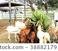 Goats in the farm are eating grass. 38882179
