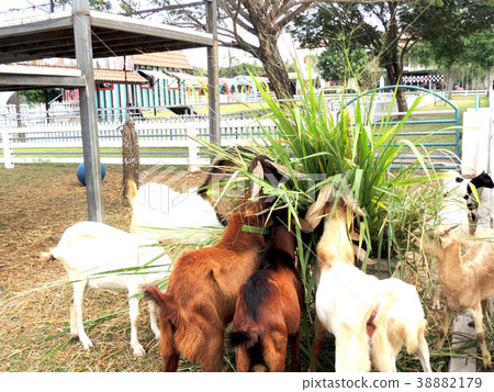 Goats in the farm are eating grass. 38882179