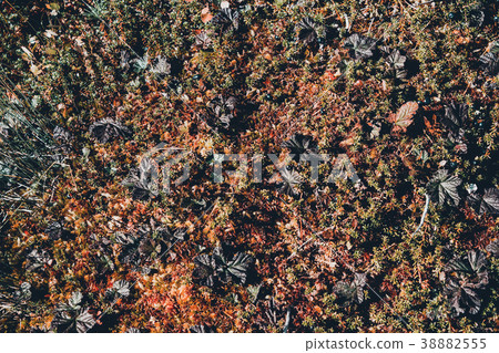 A carpet of moss in the woods on a Sunny day A carpet of moss in the woods on a Sunny day 38882555