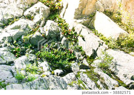 Mountain green grass in the rocks on a summer day Mountain green grass in the rocks on a summer day 38882571