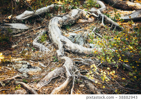 Strong roots of trees in cedar grove. Strong roots of trees in cedar grove. 38882943