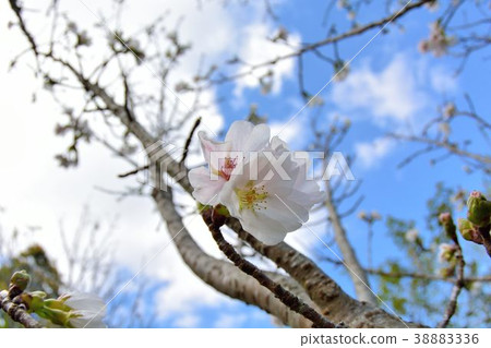 櫻花 台灣白蘭部落. 38883336