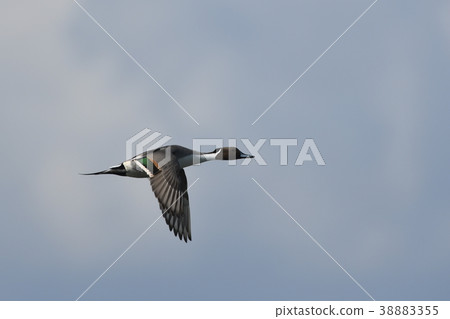 Migratory bird "Ogasamu duck" flying 38883355