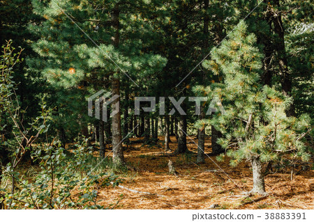The roots of the trees and the yellow needles The roots of the trees and the yellow needles 38883391