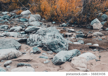 Dried up riverbed with stones and poplars  38883436