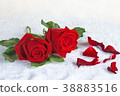 Red rose 38883516