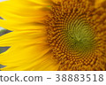 Sunflower 38883518