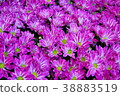 Chrysanthemum Flower 38883519