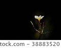 Plumeria Flower tree 38883520