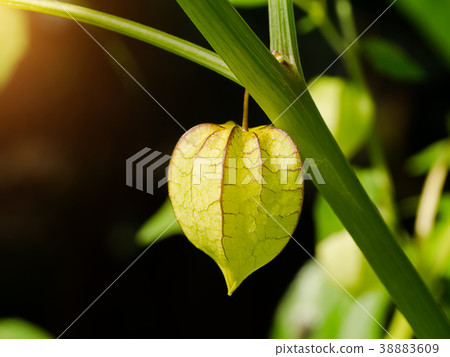 Hogweed or Ground Cherry. Hogweed or Ground Cherry. 38883609
