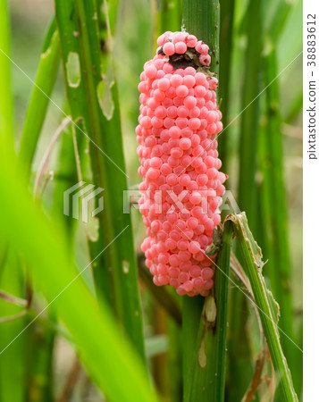Close up of Pomacea canaliculata eggs. 38883612