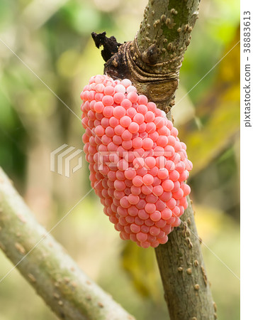 Close up of Pomacea canaliculata eggs. 38883613