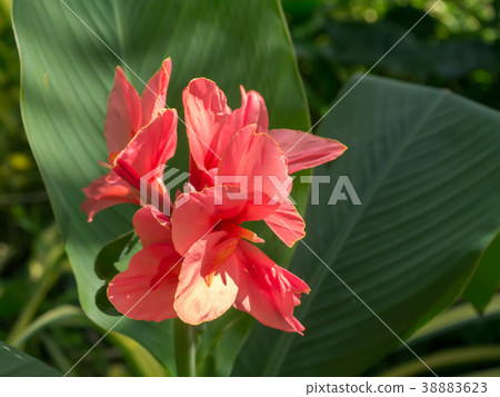 Close up of India Short flower. 38883623