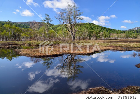 春天變成了Ozegahara 春天變成了Ozegahara 38883682