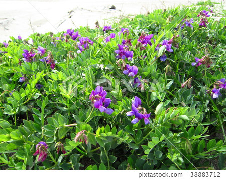 Hama end blooming on a sandy beach 38883712