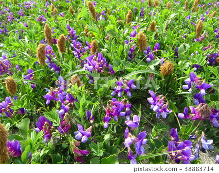 哈馬結束在沙灘上開花 哈馬結束在沙灘上開花 38883714