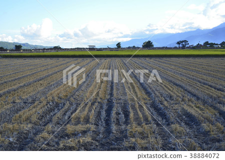 Rice fields, rice, farmland, crops, agriculture, Taiwan, Taitung County, Chishang Township, Coastal Mountains, Eastern Coast National Scenic Area 38884072