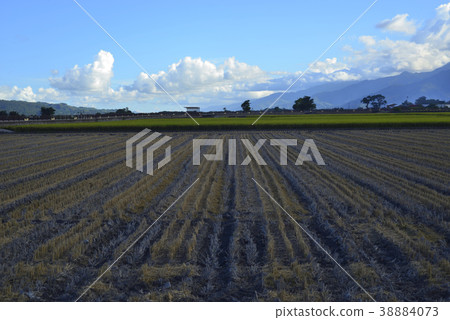 稻田,稻米,農田,農作物,農業,台灣,臺東縣,池上鄉,海岸山脈,東部海岸國家風景區 稻田,稻米,農田,農作物,農業,台灣,臺東縣,池上鄉,海岸山脈,東部海岸國家風景區 38884073