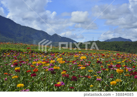 花田,花,農田,農作物,農業,鐵道,交通,火車,台灣,臺東縣,池上鄉,花東縱谷 花田,花,農田,農作物,農業,鐵道,交通,火車,台灣,臺東縣,池上鄉,花東縱谷 38884085