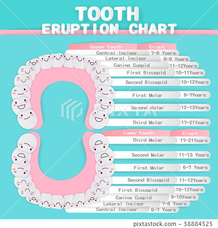 Tooth Eruption Chart