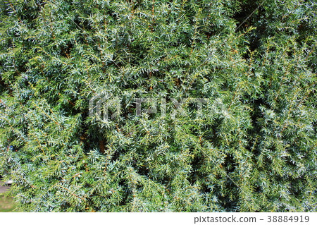 common juniper (Juniperus communis) background common juniper (Juniperus communis) background 38884919