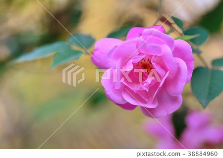 粉紅色薔薇,拍攝於新竹,台灣 38884960